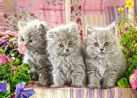 Котята в могилеве