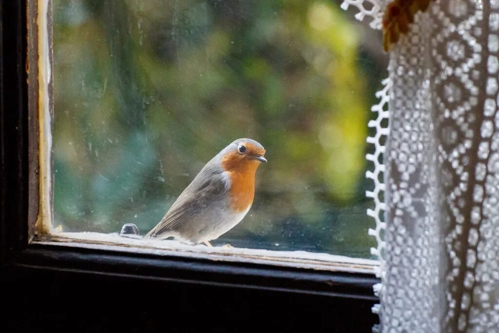 Птички поют за окном