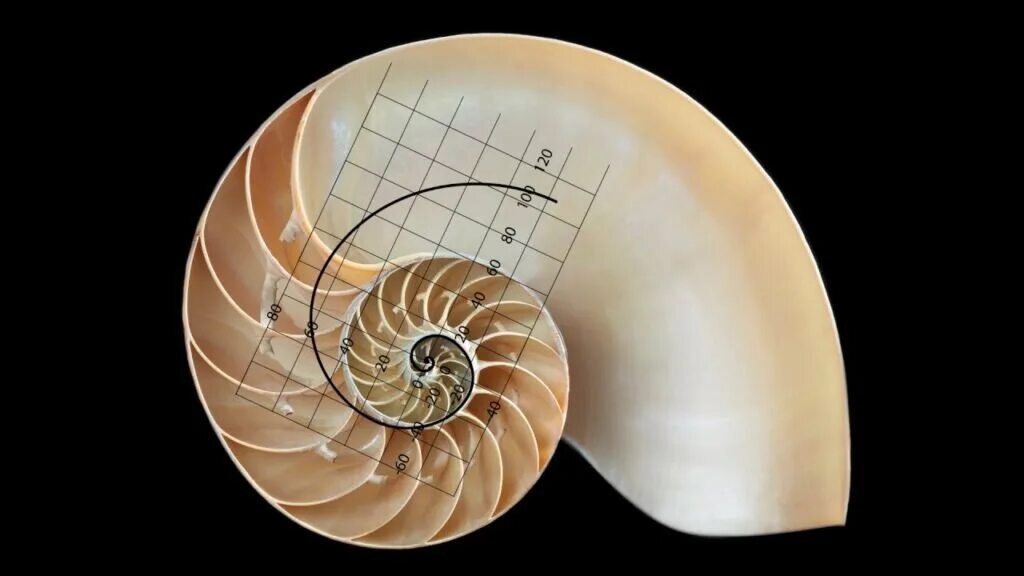 Золотое сечение Фибоначчи раковина. Спираль Фибоначчи Ракушка. Золотая спираль спираль Фибоначчи. Золотое сечение Ракушка Фибоначчи.