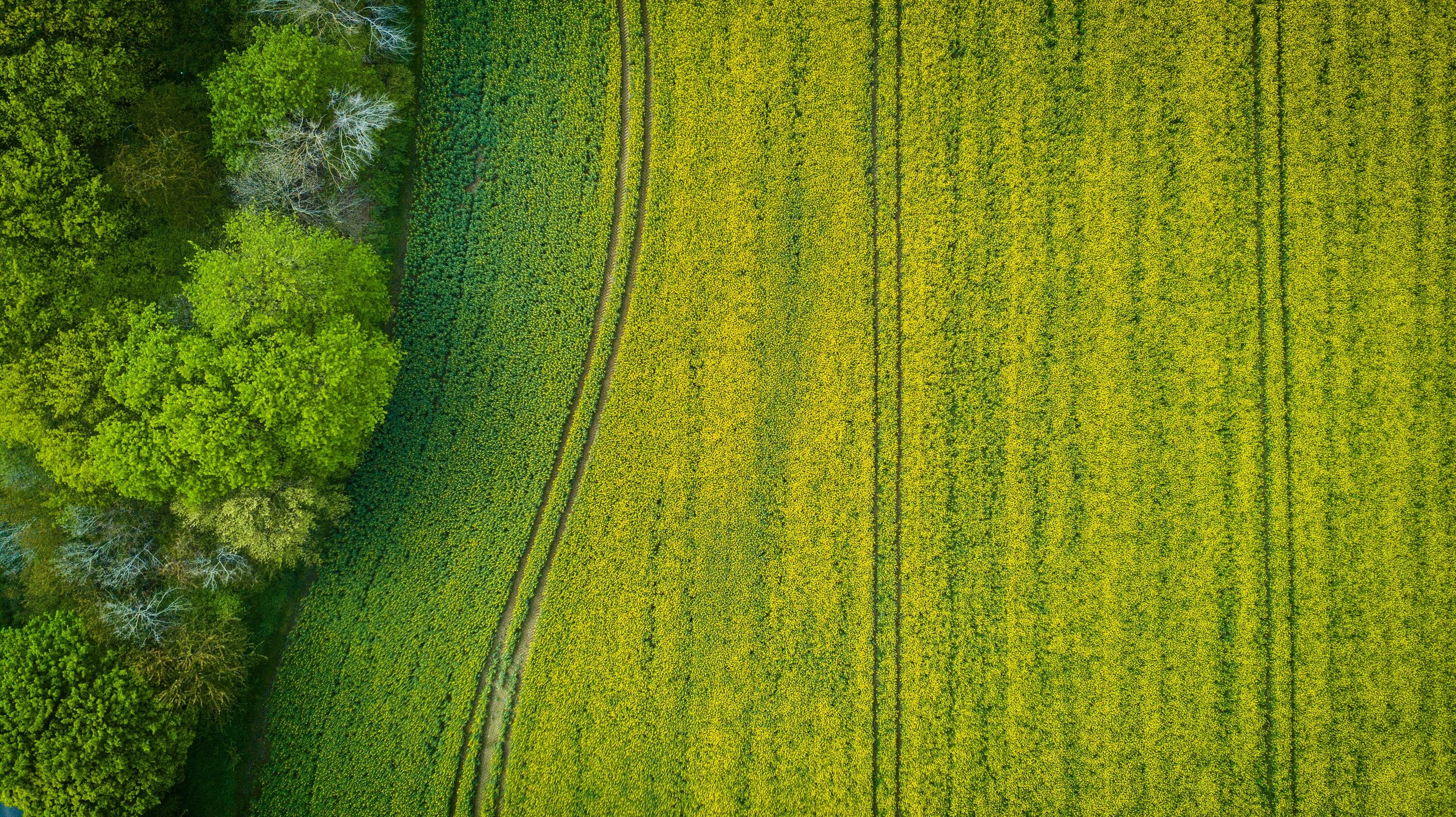 Wide green. Поле вид сверху. Земля - вид сверху. Зеленое поле вид сверху. Травяное поле вид сверху.