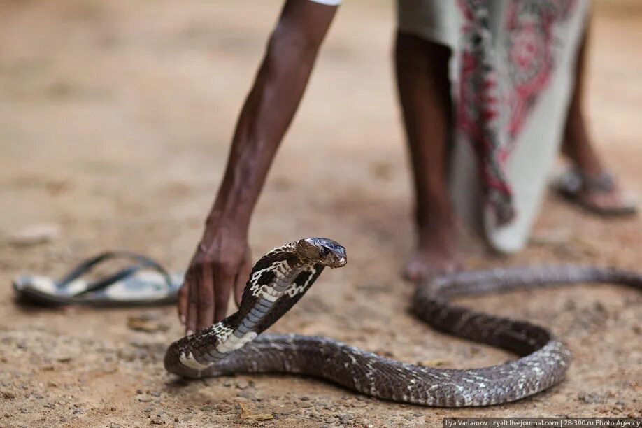 Заклинатели кобр Шри Ланка. Шри Ланка змея Кобра. Индийские заклинатели змей. Укротитель змей.