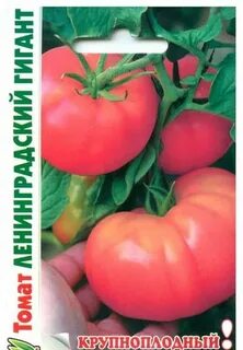 Томат ленинградский