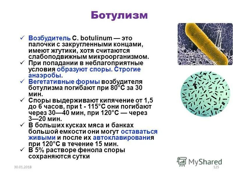 Облигатные анаэробы примеры. Микроорганизмы строгие анаэробы. Характеристика условий культивирования строгих анаэробов. Строгие анаэробы. Облигатные анаэробные бактерии.
