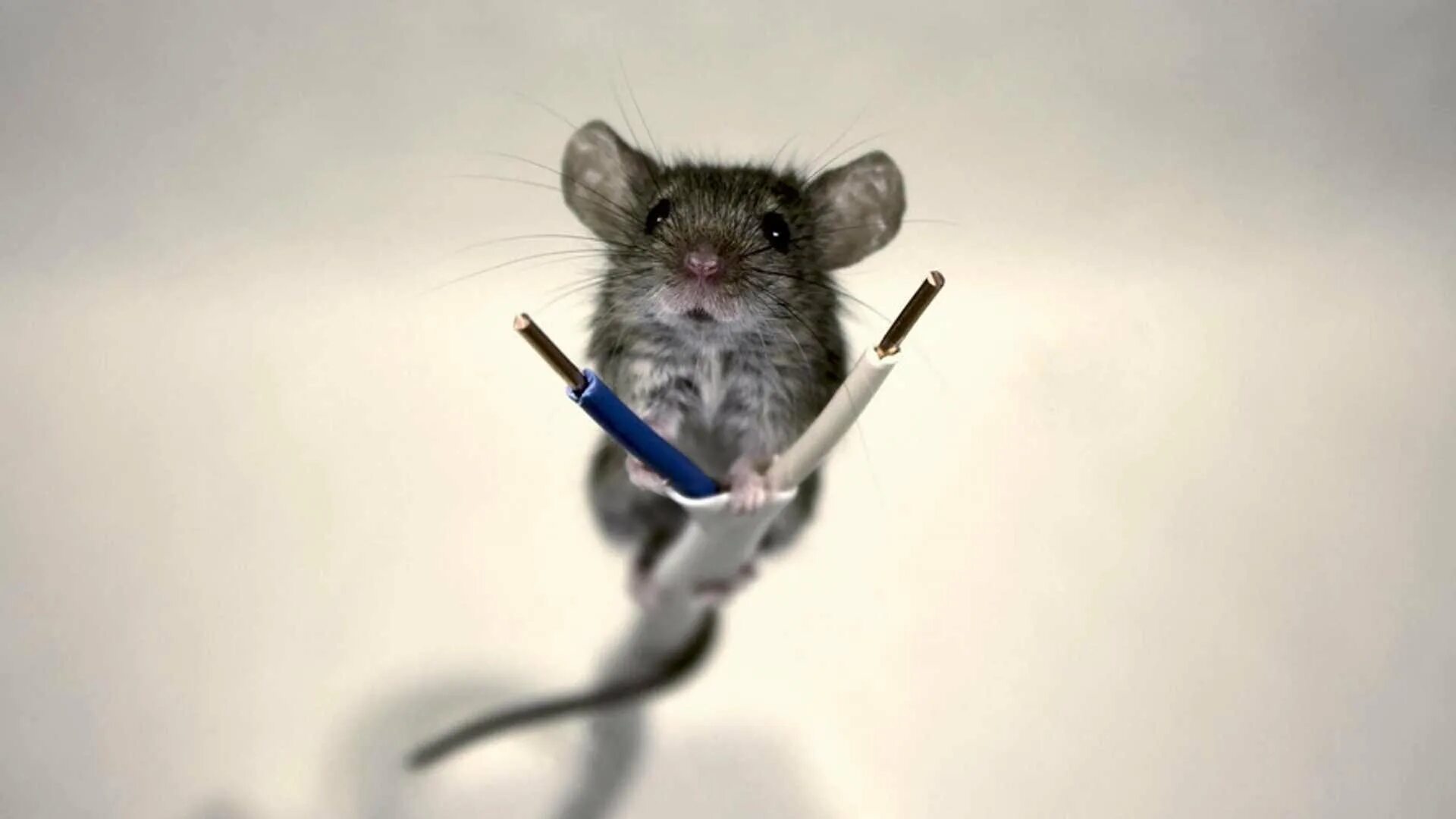 Мышь сеть. Смешная мышь. Мышь перегрызла проводку. Смешные мышки. Мышь с проводом.