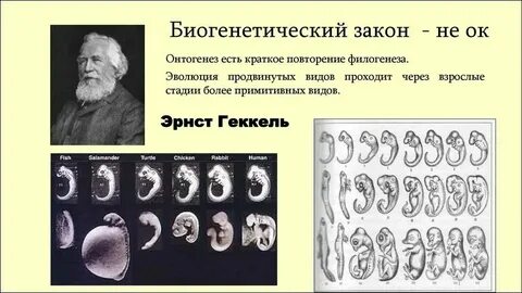 Усвоение фонетических норм в онтогенезе