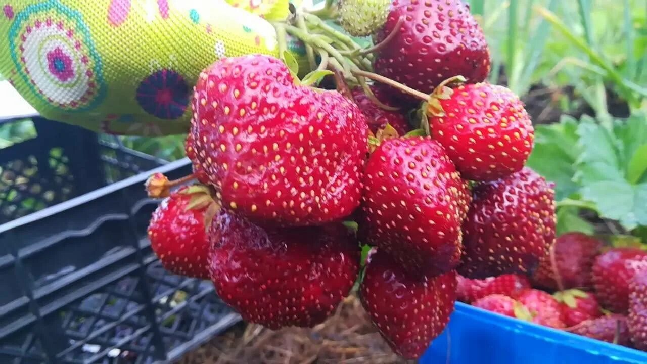 Клубника машенька описание сорта фото отзывы садоводов. Клубника машенька гигантелла. сорт клубники машенька. садовая земляника машенька.