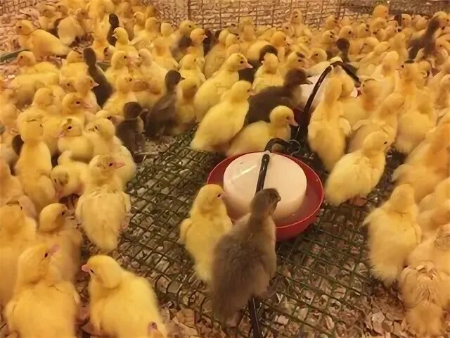 Лпх ключи курган