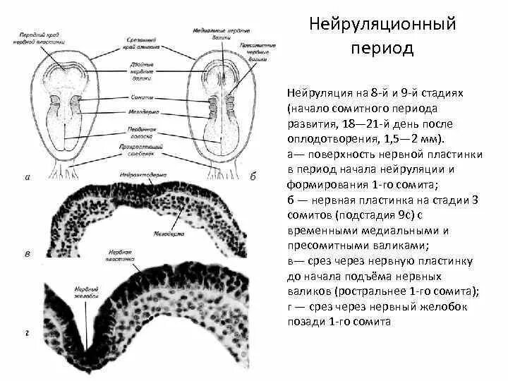 Нейруляция. Базальная пластинка нейруляция. Строение эмбриона нейруляция. Этапы нейруляции.