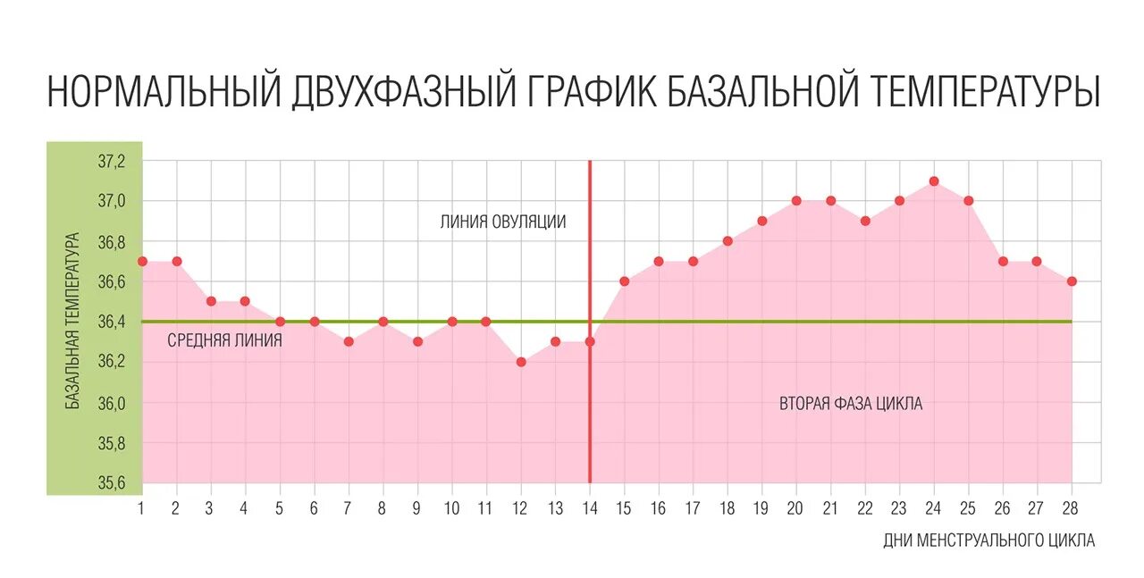 Болею во время овуляции. График базальной температуры норма при цикле 28. нормальный график базальной температуры при овуляции. температурный график менструационного цикла. овуляторный цикл график базальной температуры.