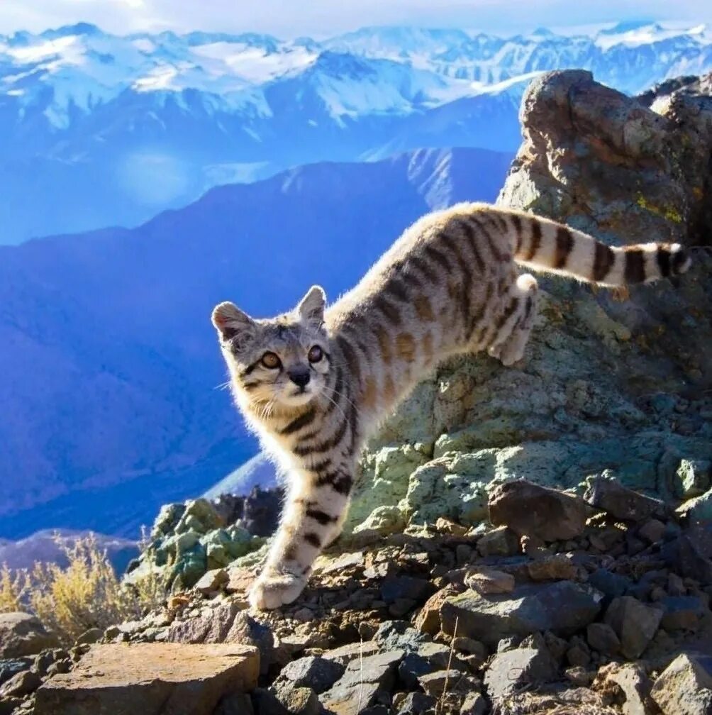 Кот живущий в горах