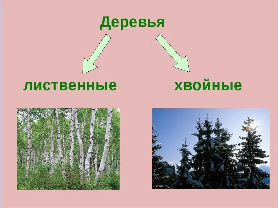 Различия хвойных и лиственных