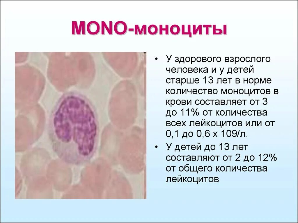 Моноциты 5. Моноциты человека у здоровых. Повышение моноцитов в крови. Количество моноцитов.