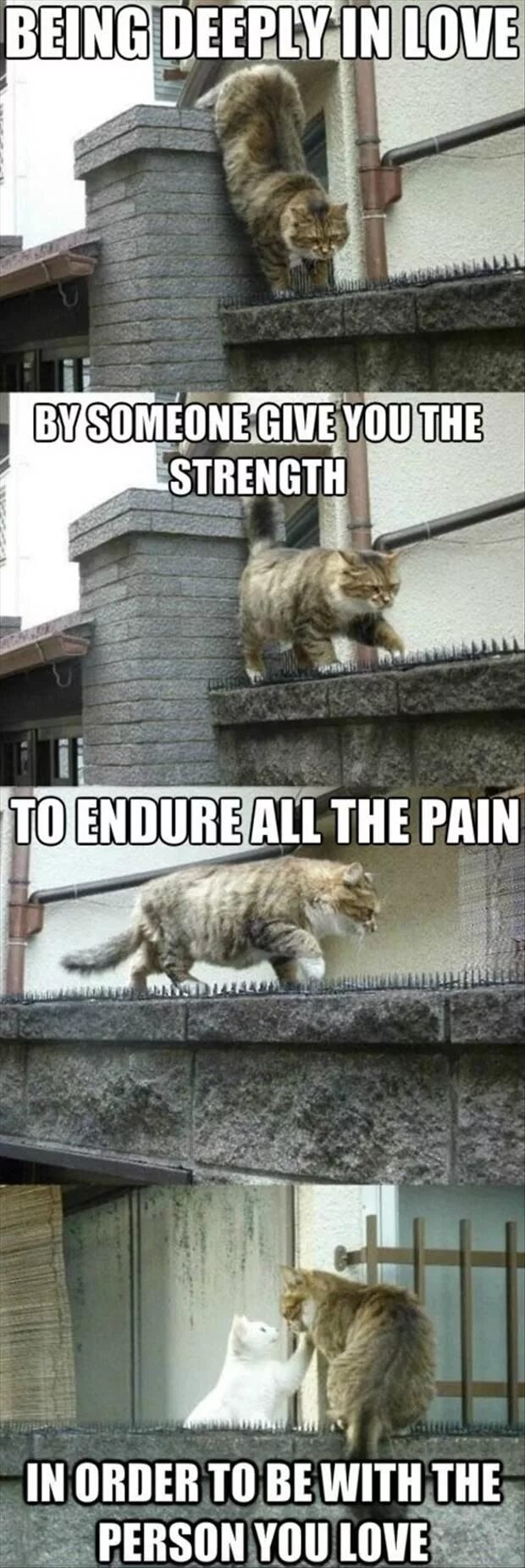 Черный кот лежит. Кот на карнизе. Коты найденные на широтной. Котяня. Кот мем.