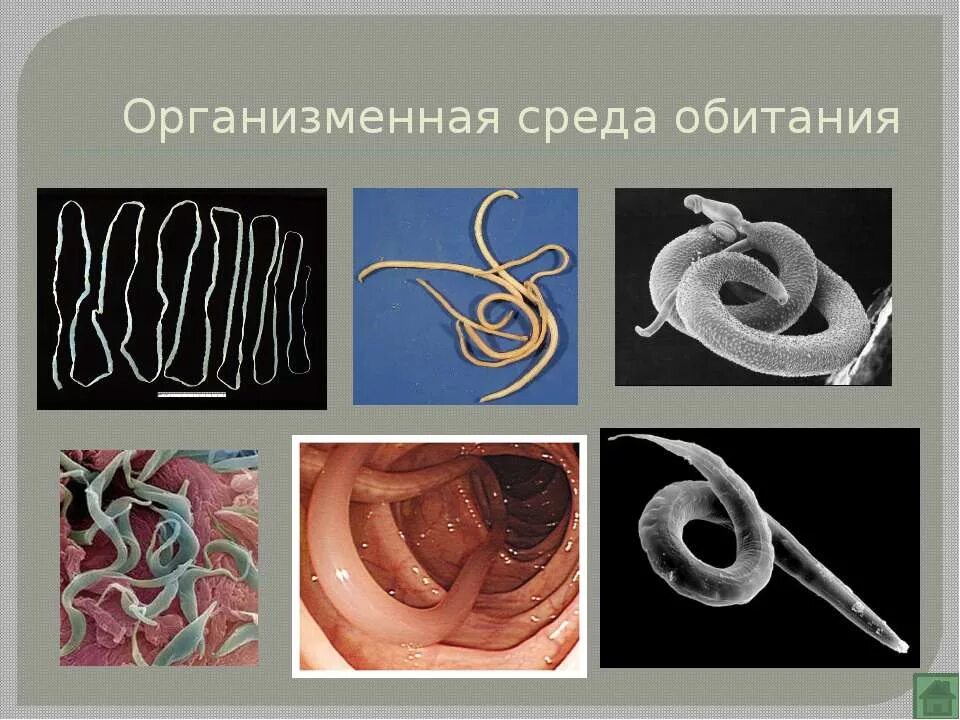 Обитатели организменной среды паразиты. Организменная среда обитания. Организменная среда оьитани. Организменная среда обитания обитатели.