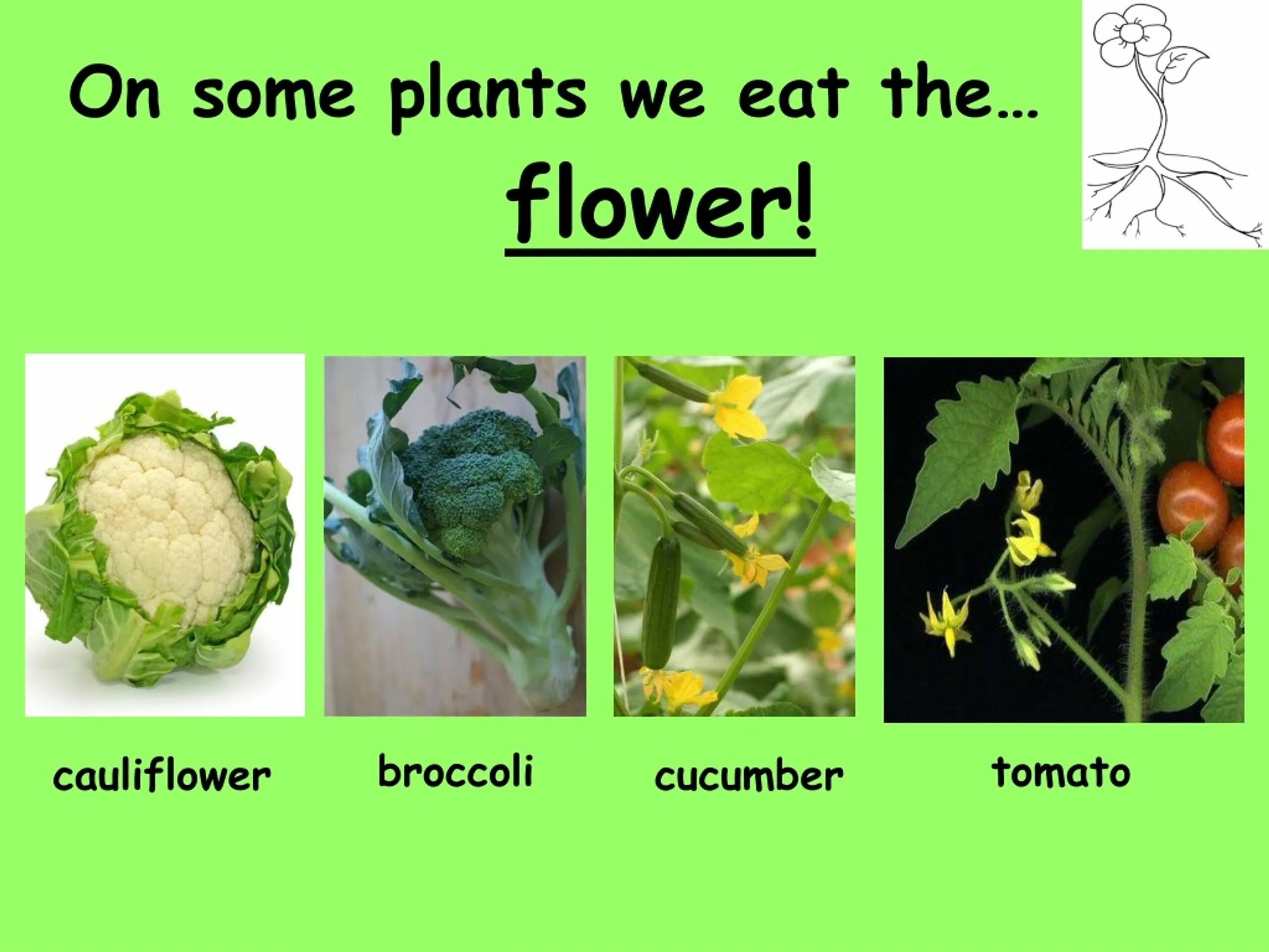 What did you plant. Types of plants ppt. turmelic what is plant.