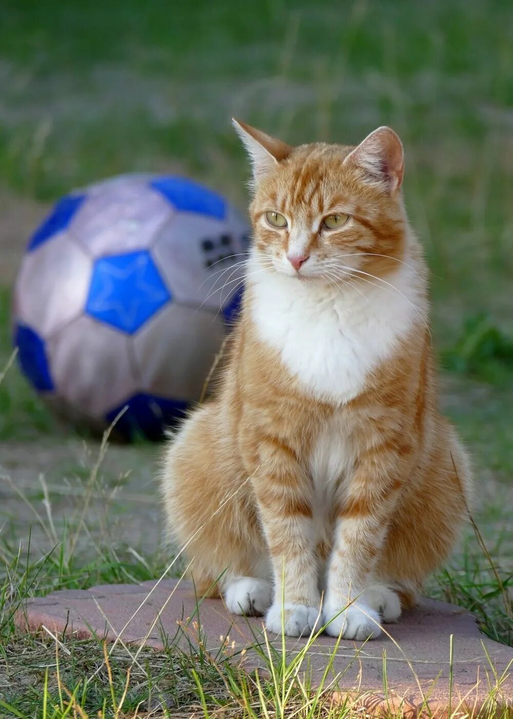 Кошка играет с мячиком. Кот с мячиком. мячики для кошек. мяч с котенком. котенок с футбольным мячиком.