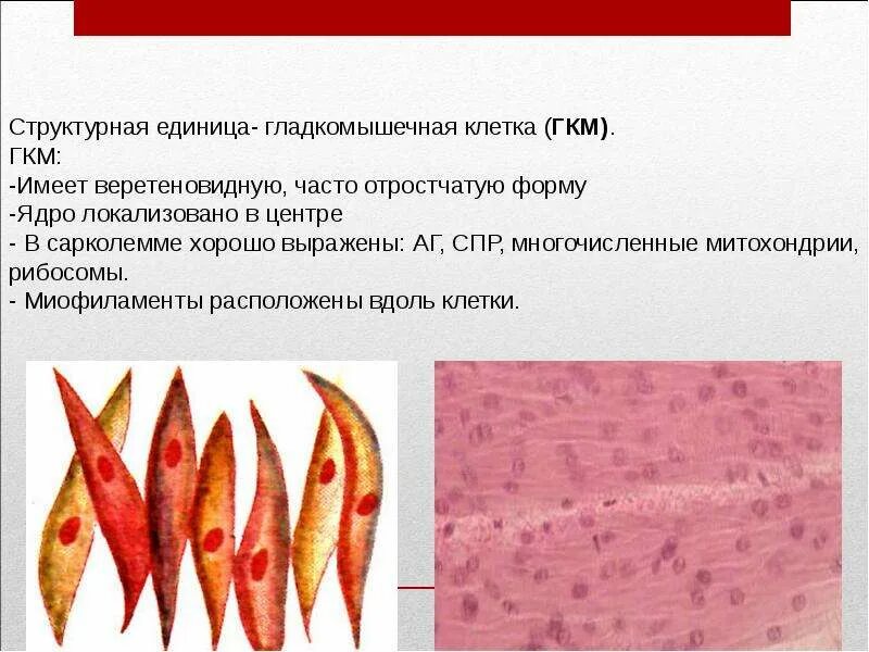 Клетки гладкой мышечной ткани одноядерные. Клетки имеют веретеновидную форму. Гладкая мышечная ткань клетки веретеновидной формы с. Клетки веретеновидной формы какая ткань. Поперечная исчерченность мышц.