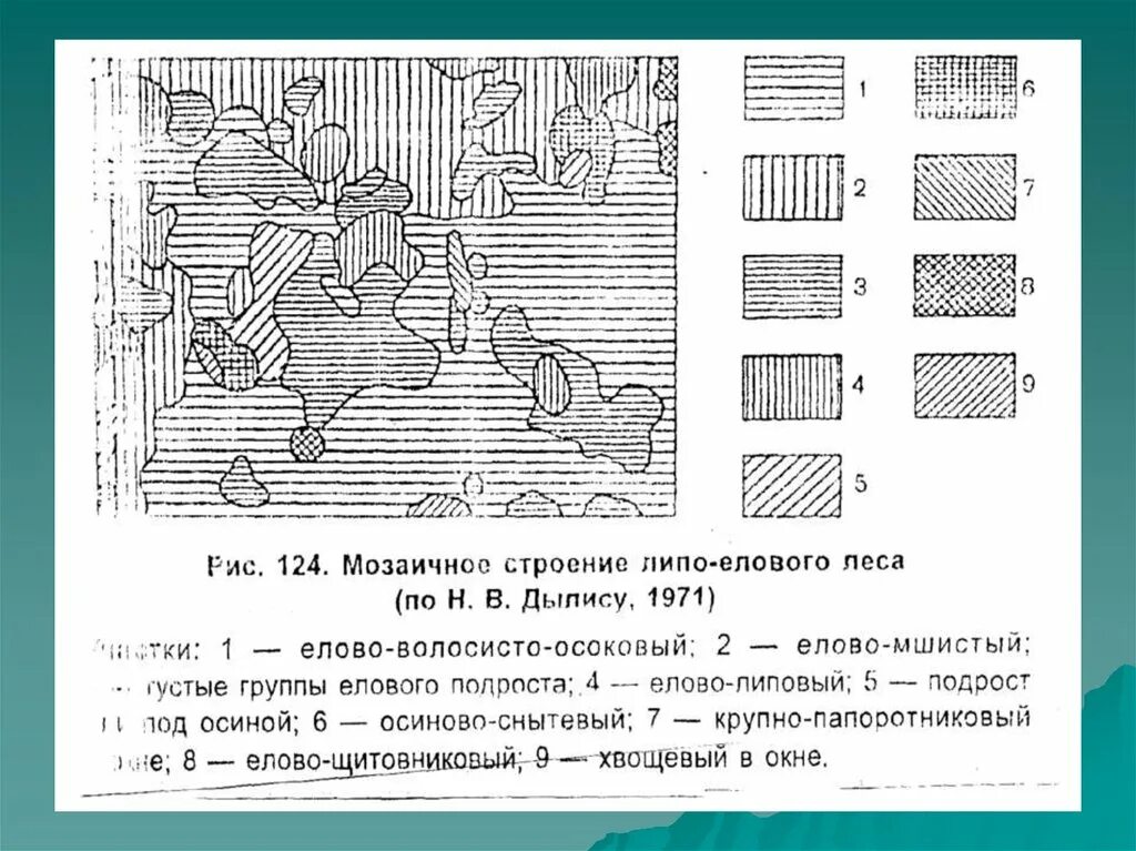 Мозаичное строение сообщества обусловлено. Мозаичное строение липо-елового леса. мозаичность структура биоценоза. мозаичное строение биоценоза. горизонтальная структура биоценоза.