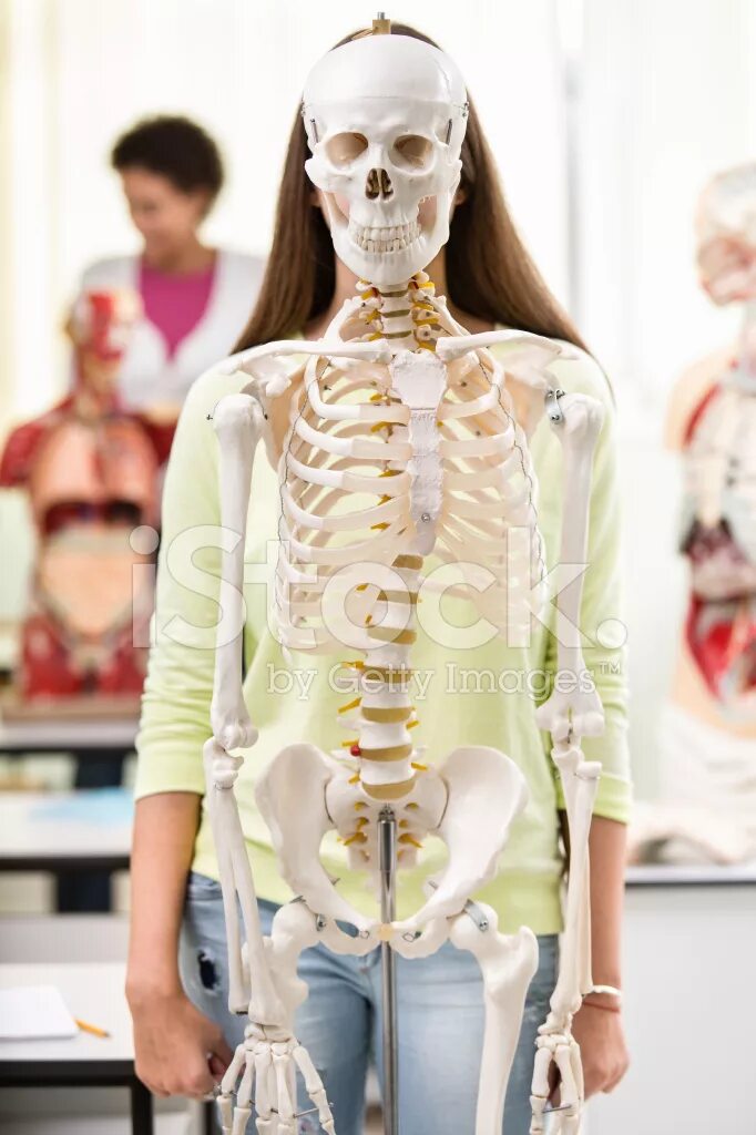 Скелет человека девочки. Скелет подростка девочки.