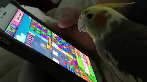 Кеша tv