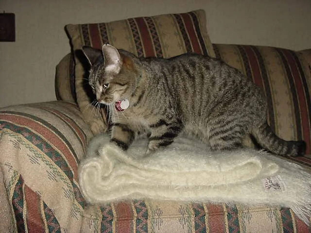Кошка топчется передними лапами. Кот топчется. Кот мнет одеяло. Кот топчет лапами одеяло. Кот топчется на месте.