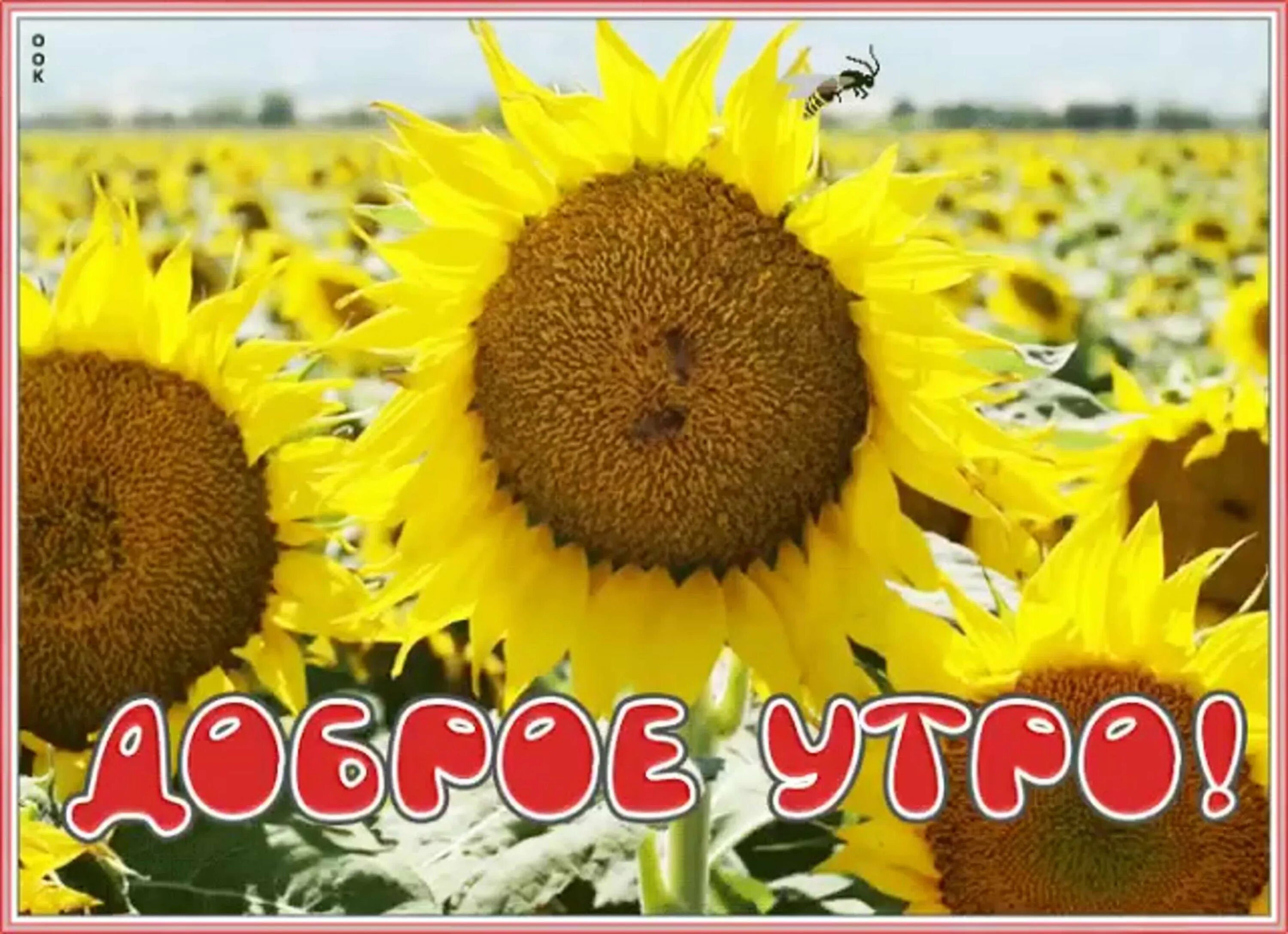 С первым днем августа доброе