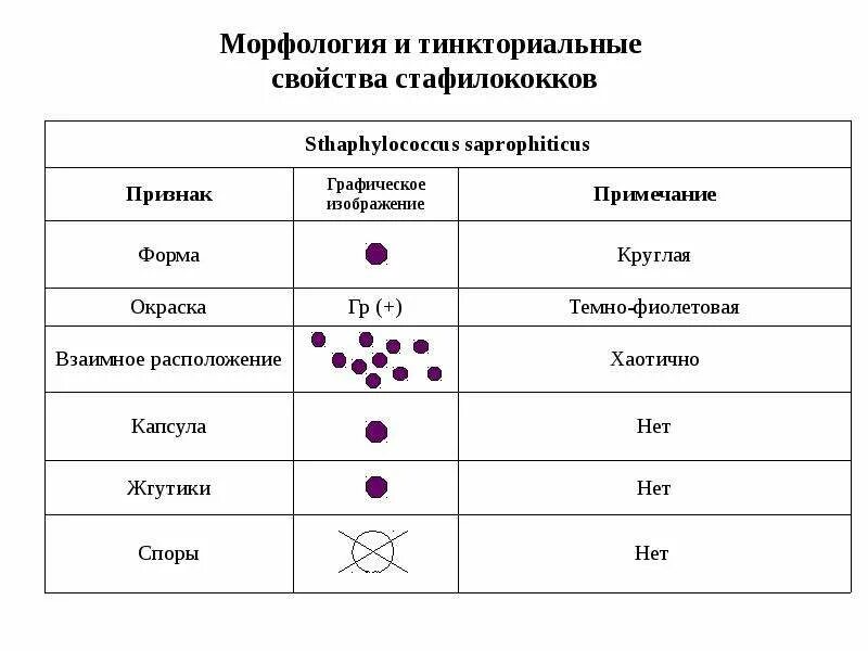 Формы стафилококковой инфекции
