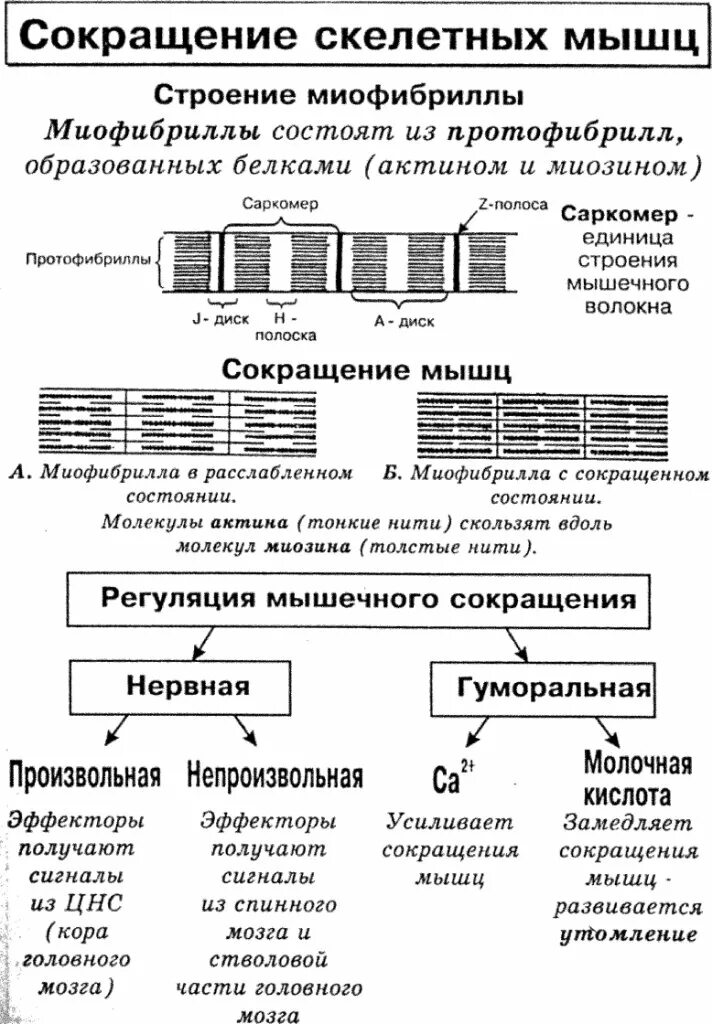 2 функции скелетных мышц. Схема сокращения скелетной мышцы. схема сокращения скелетной мышцы физиология. строение и функции скелетных мышц схема. сокращение скелетных мышц.