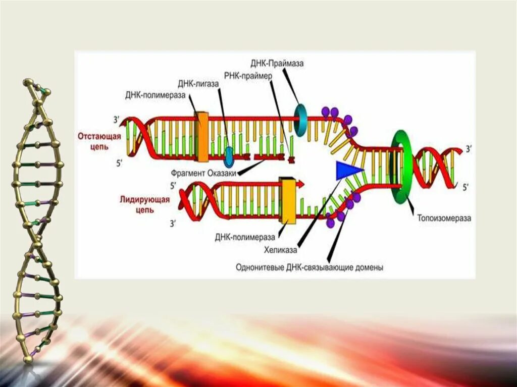 Днк полимераза бета функция. Рнк хеликаза. Днк лигазы полимеразы. Днк лигазы полимеразы. Днк лигазы полимеразы.