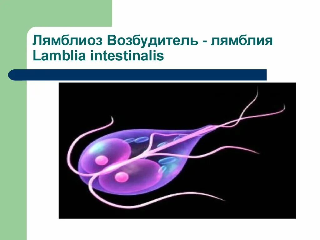 Лямблии методом
