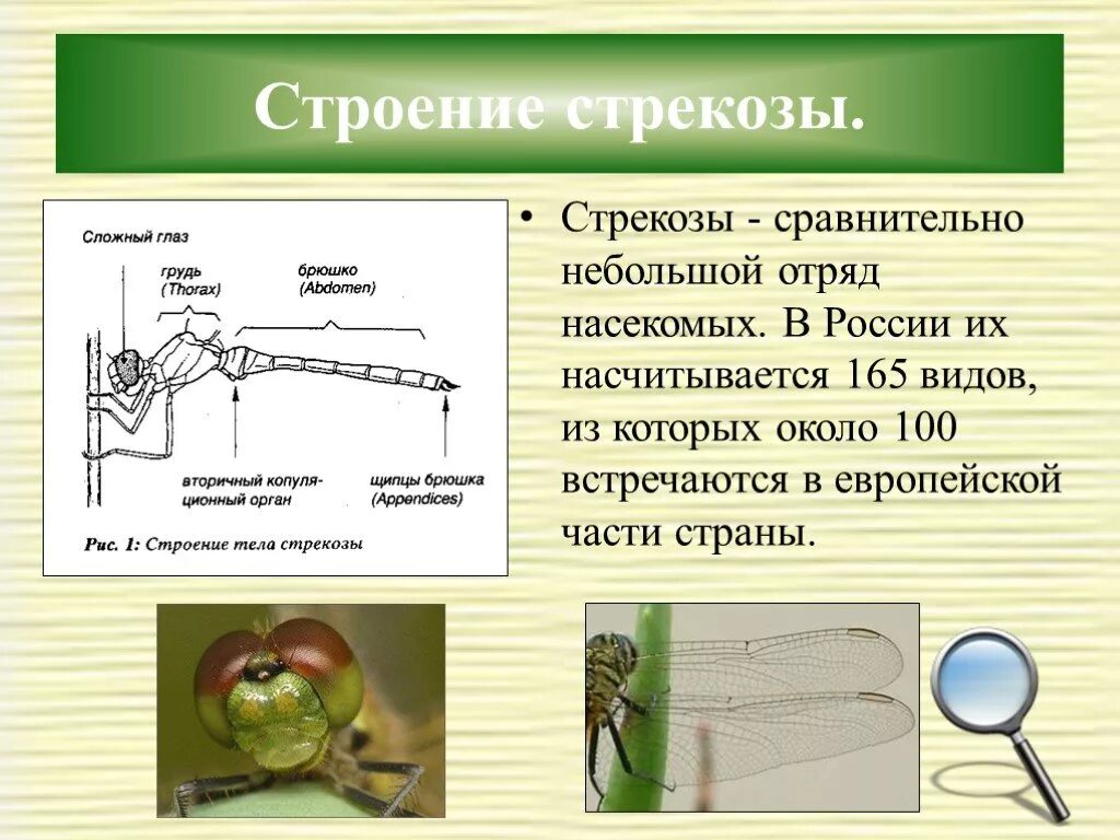 Сколько ног у стрекозы ответ 3 класс. Строение стрекозы биология 7 класс. внешнее строение стрекозы. строение стрекозы для детей. внешнее и внутреннее строение стрекозы.