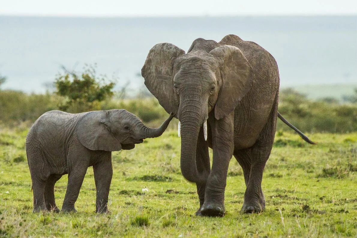 Детеныши слонов. Baby Elephant. Elephant, Sebakwe. Elephant in Elephanth. Two elephants