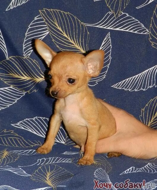 мини тойчику нужна девочка для спаривания в бердске. мини той терьер 2 года. блуберри найтс питомник той терьера. щенки мини той терьера. той терьер.