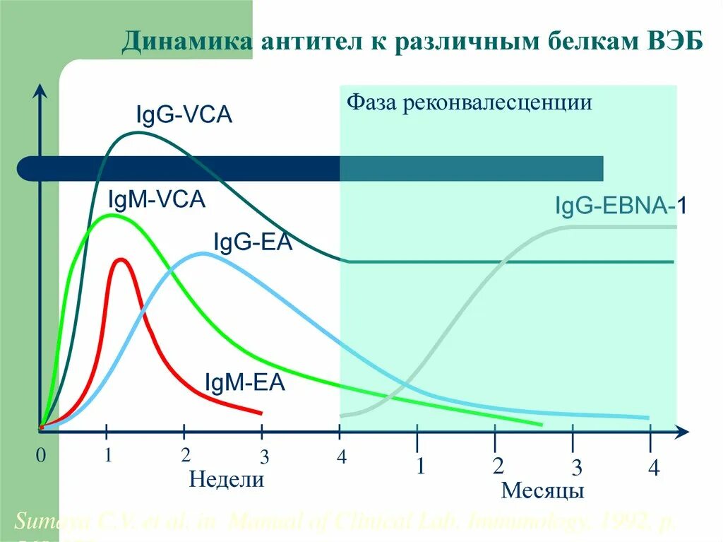 Вэб иммуноглобулины. Таблица антитела к вирусу Эпштейна-Барр. Вэб инфекция антитела. Динамика антител при инфекционном мононуклеозе. Динамика образования антител вэб.