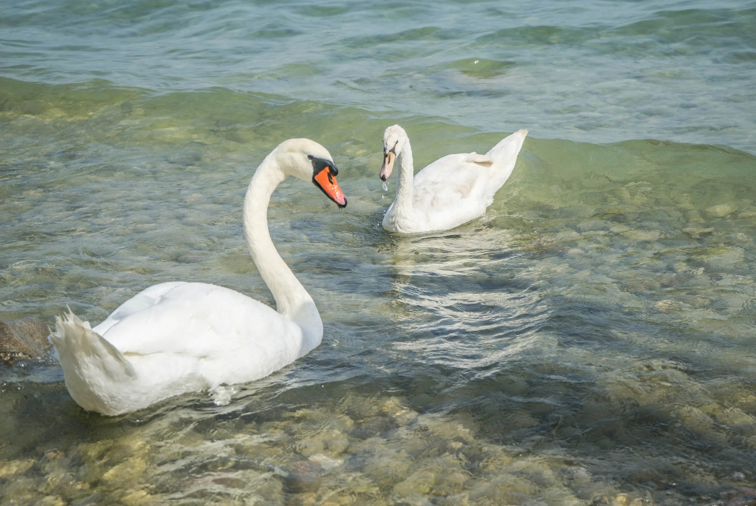 Сколько живут лебеди. Озеро Гарда лебеди. Лебеди (птицы). Лебеди на озере. Лебеди в дикой природе.