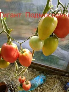 Гигант подмосковья отзывы