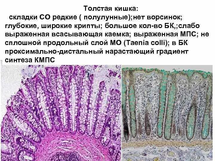 Кишечник гистология. Кишечник гистология