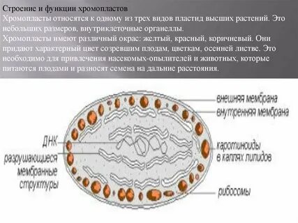 Хромопласты
