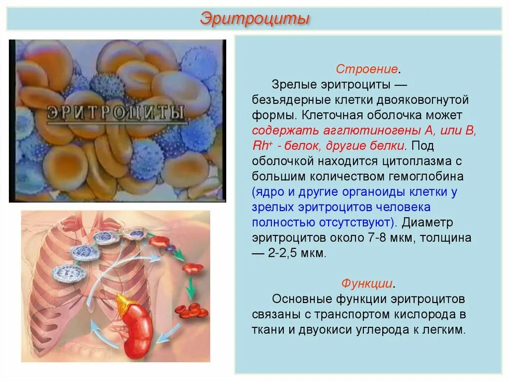 Белок можно обнаружить. Строение эритроцитов. Белки эритроцитов. Строение эритроцита белки. Структуры в зрелом эритроците.