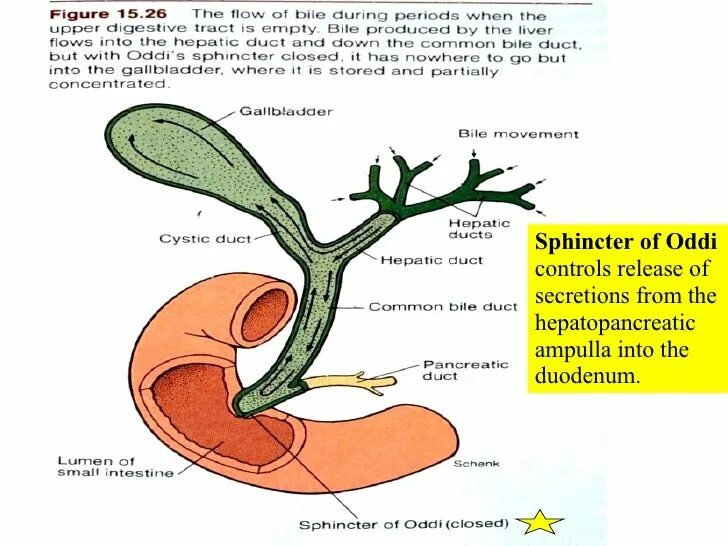 Печень и сфинктер Одди. Желчный пузырь сфинктер Одди анатомия. Где находится сфинктер Одди у человека.