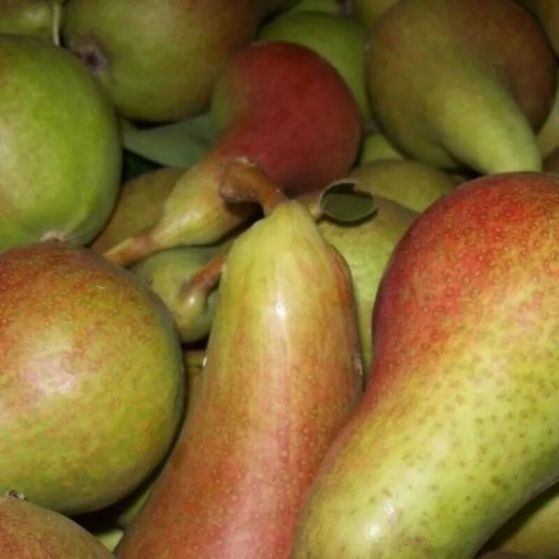 Груша санта. Груша санта. Груша санта. Груша санта. Груша санта.