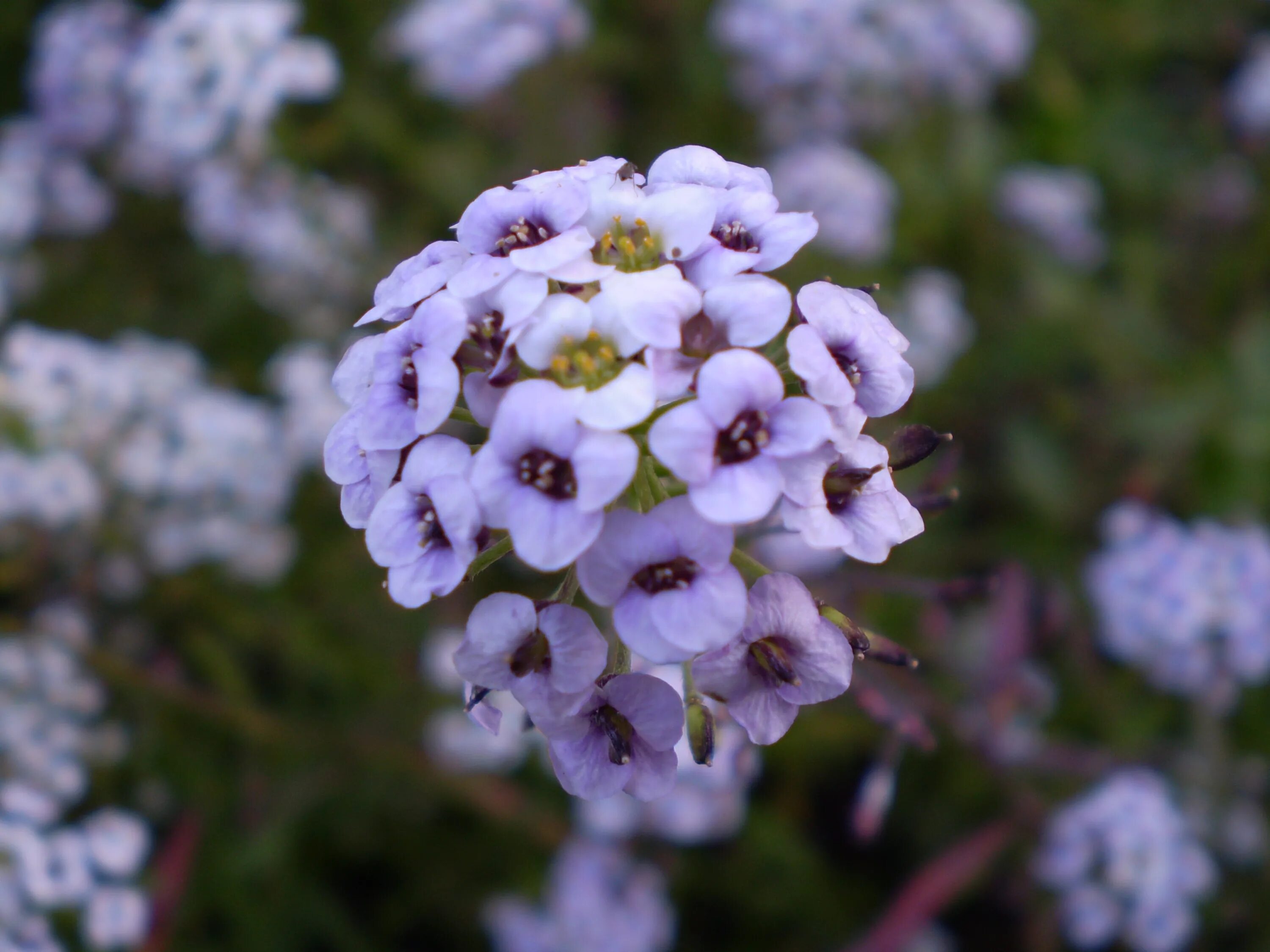Duftsteinrich Annual flowers, Alyssum, Annual plants