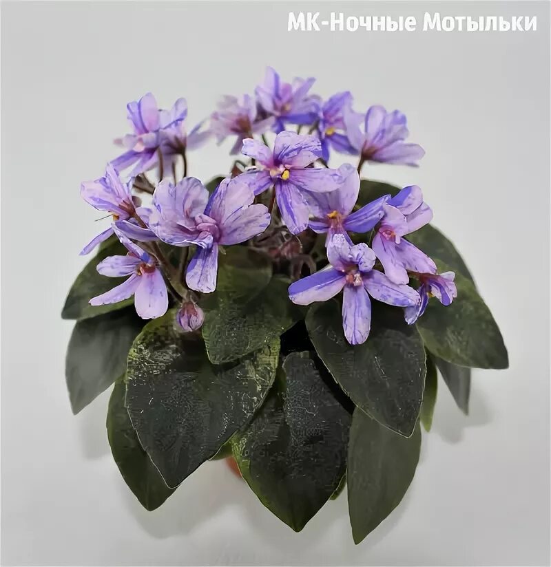 Фиалка ночная бабочка. Мотылек и фиалка. Мотылек и фиалка. Мотылек и фиалка. Фиалка огненные мотыльки.