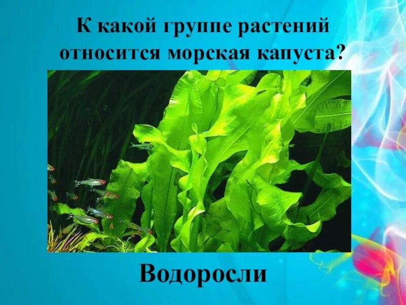 Водоросли 3 класс ламинария. Морская капуста относится к водорослям. Ламинария морские водоросли 3 класс. Группа водорослей ламинария.