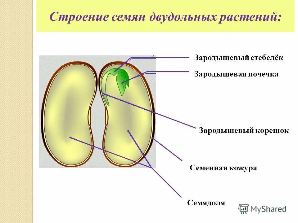 Эндосперм зародышевый корешок. Семенная кожура зародышевый корешок. Строение двудольного семени. Строение семени покрытосеменных растений. Какую функцию выполняют семядоли у растений