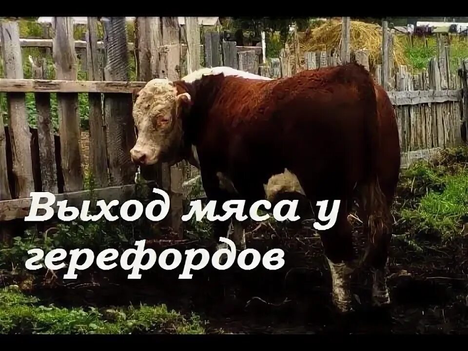 Выход бычка. Выход мяса у герефордов. Выход мяса герефордской породы. Герефорд 340кг. Выход мясом у быка герефорда 1000 кг.