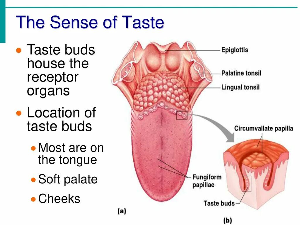 Sense taste. Tongue receptors. Sense taste. Sweet sour bitter salty worksheets. Символы органов чувств.