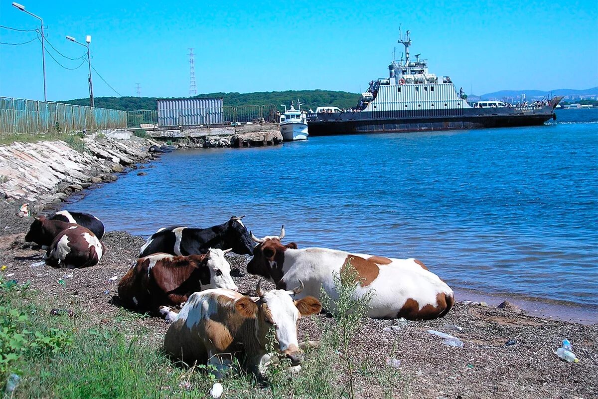 Русский остров 2012. Остров русский Россия. Подножье русский остров. Поселок подножье остров русский. Город Владивосток остров русский.