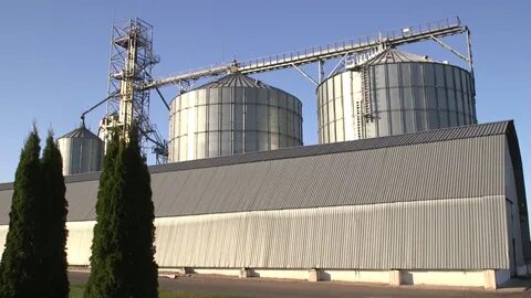 Пчелы белгородская область