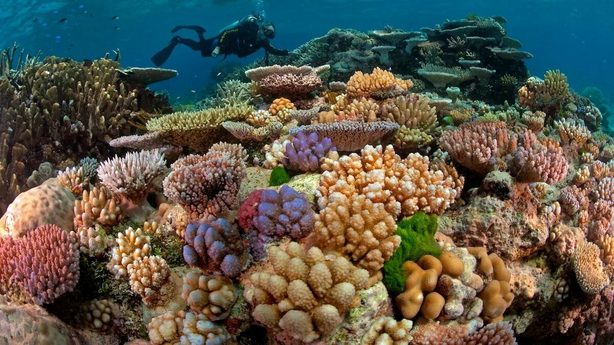 Great barrier reef corals. Великий Барьерный риф Австралия. Большой коралловый риф в Австралии. Большой Барьерный риф Австралия подводный мир. Кораллы большого барьерного рифа Австралия.